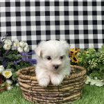 Kaylee The Maltese - Image 9