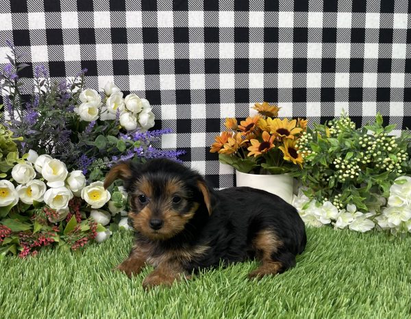 Fannie The Yorkshire Terrier - Image 2
