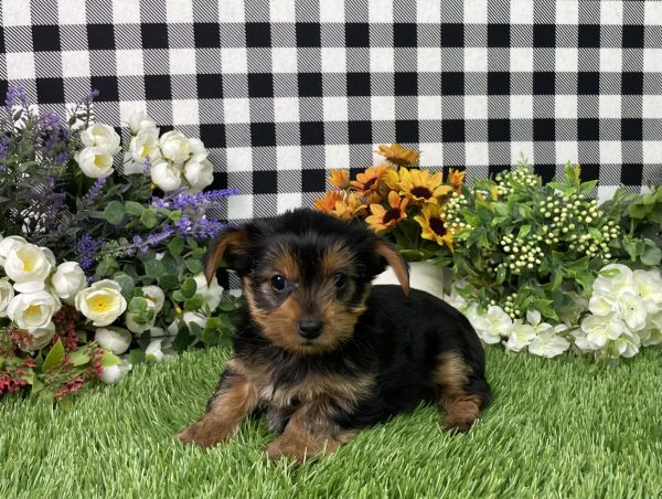 Fannie The Yorkshire Terrier