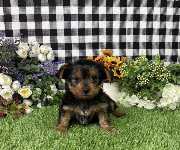 Fannie The Yorkshire Terrier - Image 3