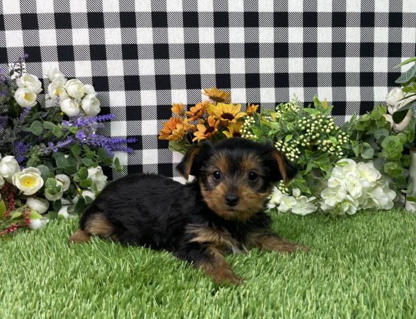Fannie The Yorkshire Terrier - Image 4