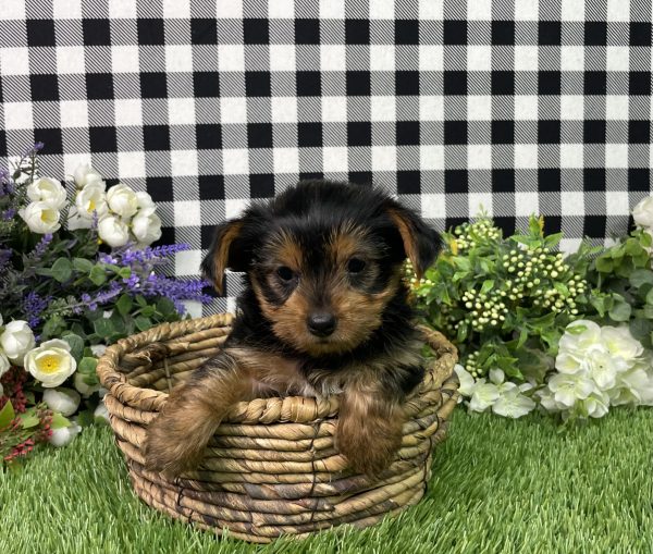 Fannie The Yorkshire Terrier - Image 5