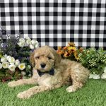 Arnold The Goldendoodle