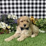 Arnold The Goldendoodle - Image 2