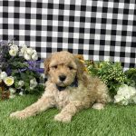 Arnold The Goldendoodle - Image 3