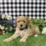 Arnold The Goldendoodle - Image 4