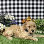 Arnold The Goldendoodle - Image 5