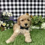 Arnold The Goldendoodle - Image 6