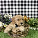 Arnold The Goldendoodle - Image 7