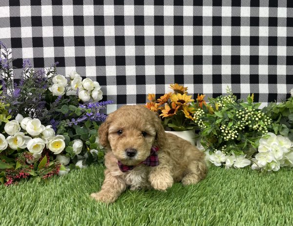 Ava The Goldendoodle - Image 4