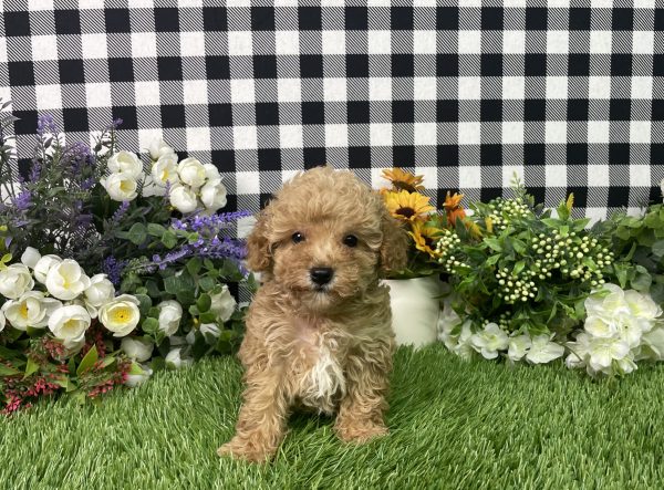 Heidi The Toy Poodle - Image 2