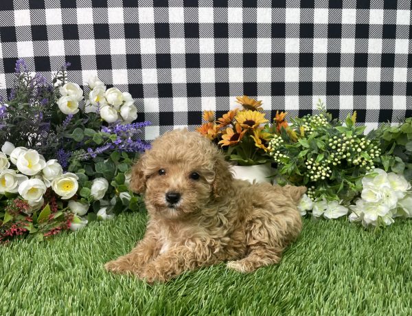 Heidi The Toy Poodle