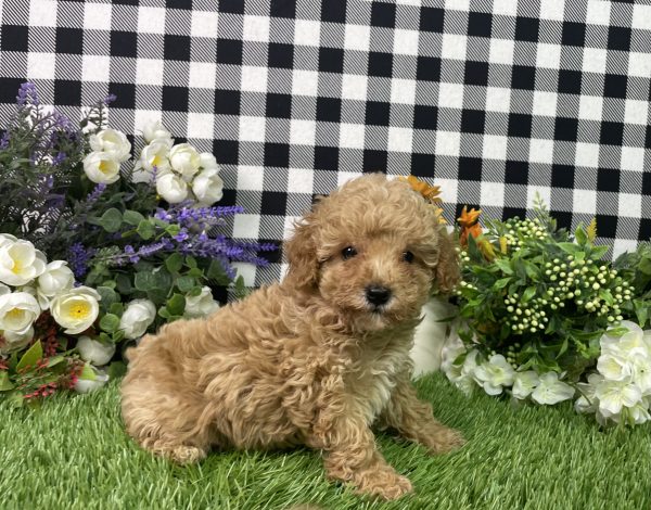 Heidi The Toy Poodle - Image 3