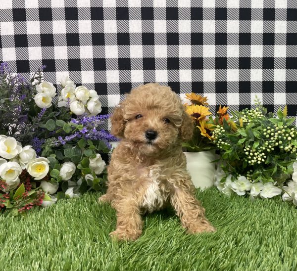 Heidi The Toy Poodle - Image 4