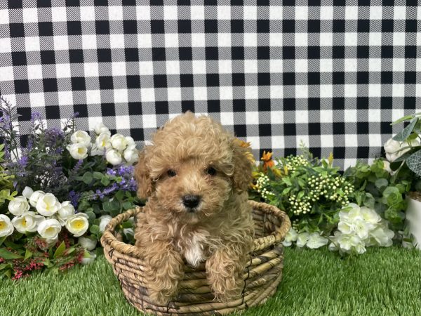 Heidi The Toy Poodle - Image 6