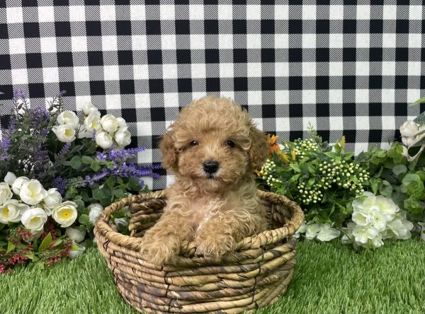 Heidi The Toy Poodle - Image 5