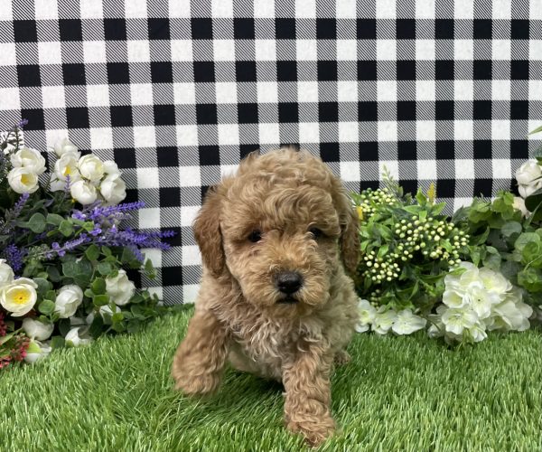 Hank The Toy Poodle - Image 2