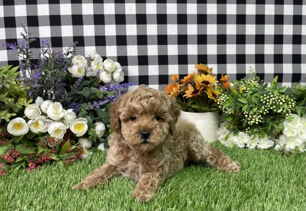 Natalie The Mini Poodle