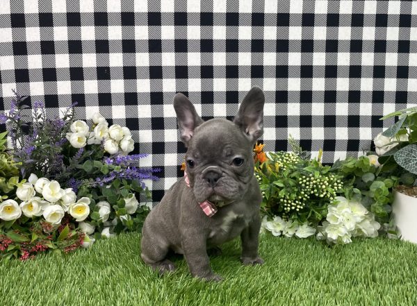 Tonya The French Bulldog - Image 6