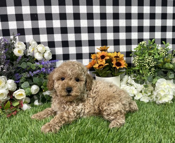 Namon The Mini Poodle - Image 7