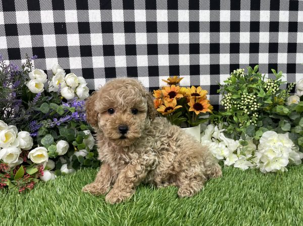 Namon The Mini Poodle - Image 8