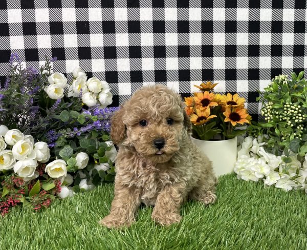 Namon The Mini Poodle - Image 9
