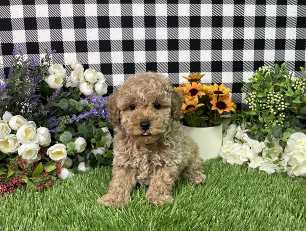 Namon The Mini Poodle - Image 6