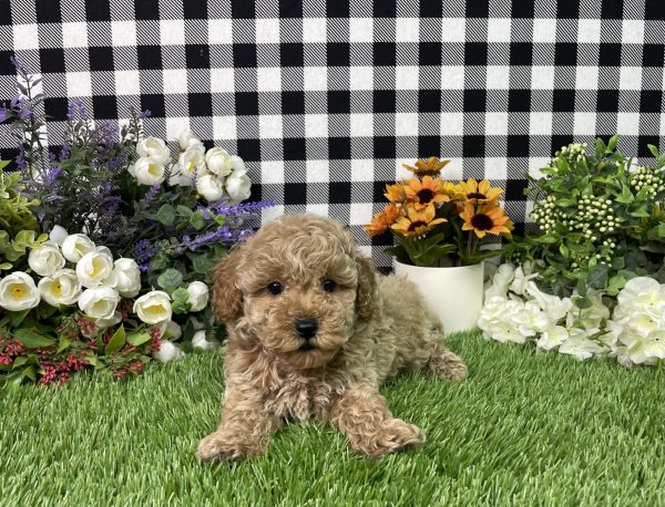 Namon The Mini Poodle - Image 5