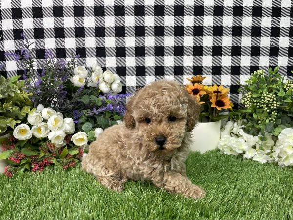 Namon The Mini Poodle - Image 4