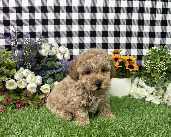 Namon The Mini Poodle - Image 3