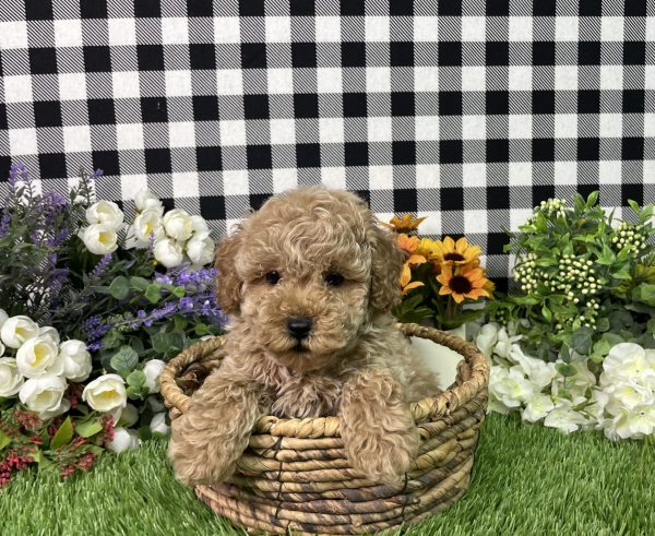 Namon The Mini Poodle - Image 2
