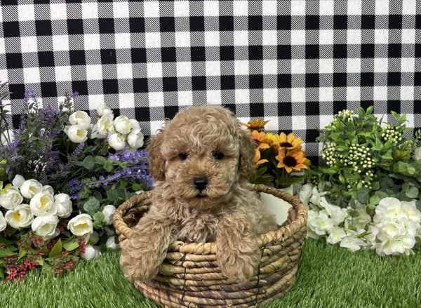 Namon The Mini Poodle