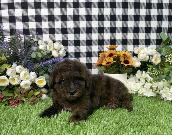 Cynthia The Mini Poodle - Image 8
