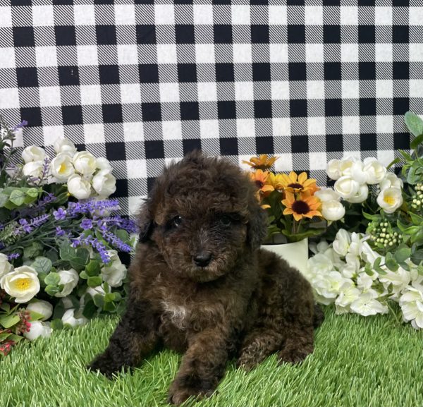 Cynthia The Mini Poodle