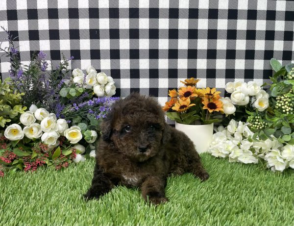 Cynthia The Mini Poodle - Image 9