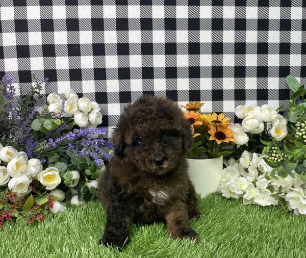 Cynthia The Mini Poodle - Image 7