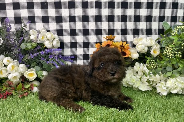 Cynthia The Mini Poodle - Image 6