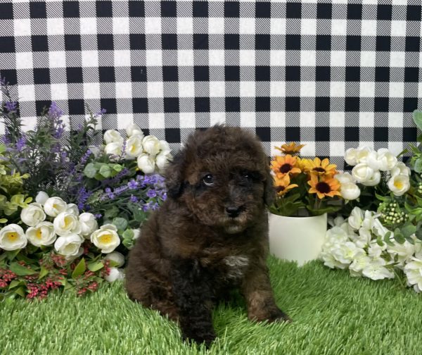 Cynthia The Mini Poodle - Image 5