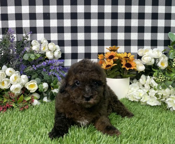 Cynthia The Mini Poodle - Image 4