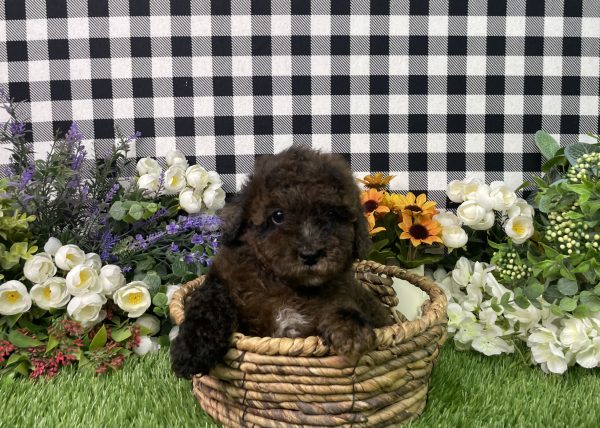 Cynthia The Mini Poodle - Image 3