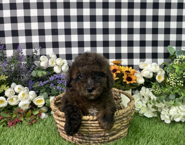 Cynthia The Mini Poodle - Image 2