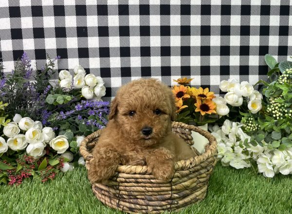 Zelda The Mini Poodle - Image 7