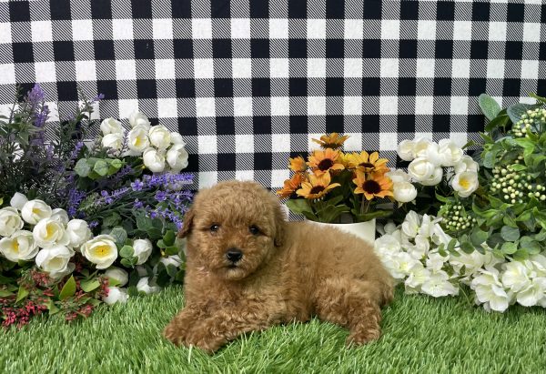 Zelda The Mini Poodle - Image 6