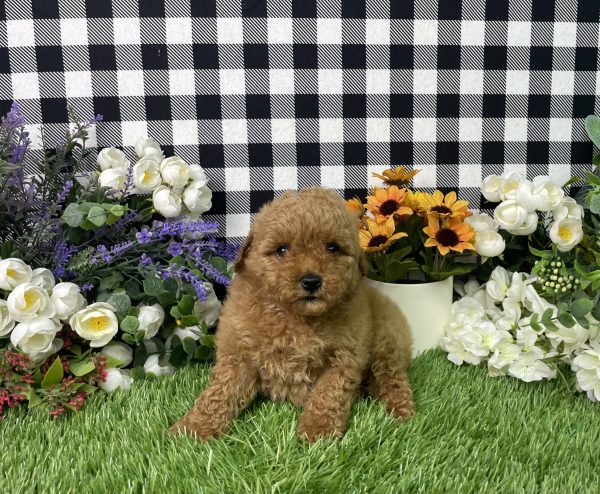 Zelda The Mini Poodle - Image 5