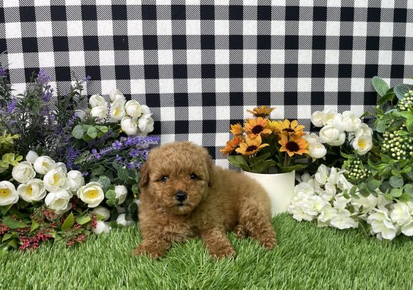 Zelda The Mini Poodle