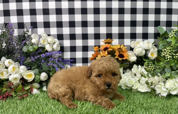 Zelda The Mini Poodle - Image 4