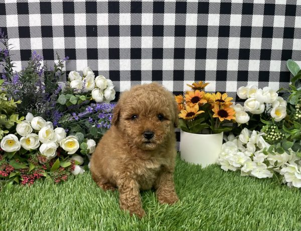 Zelda The Mini Poodle - Image 3