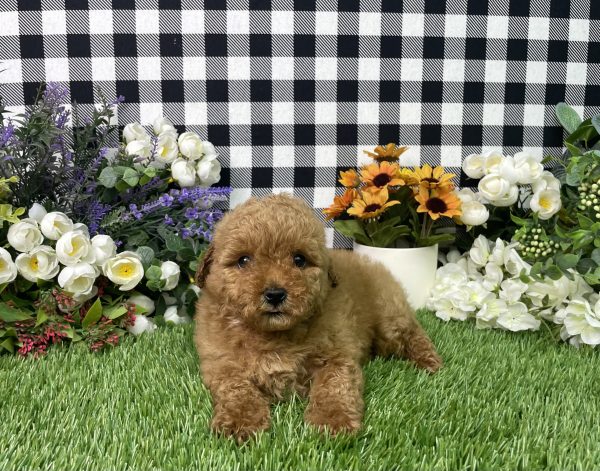 Zelda The Mini Poodle - Image 2