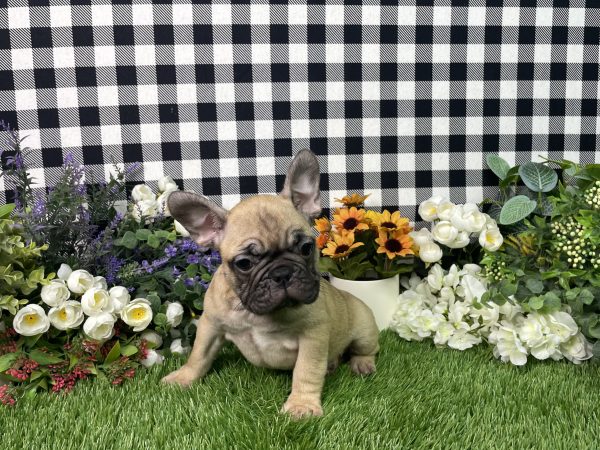 Tisha The French Bulldog - Image 2