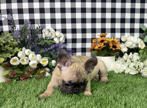 Tisha The French Bulldog - Image 3